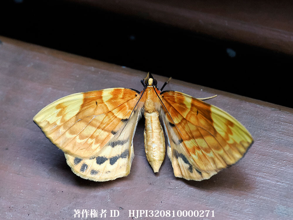 キマダラオオナミシャク