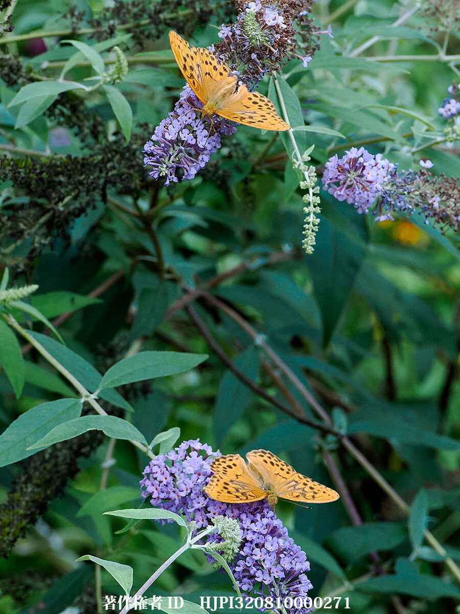 ヒョウモンチョウの仲間が多い