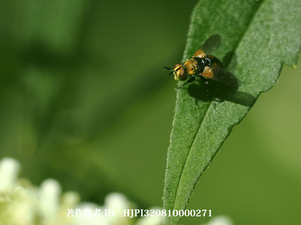 ヤドリバエの仲間
