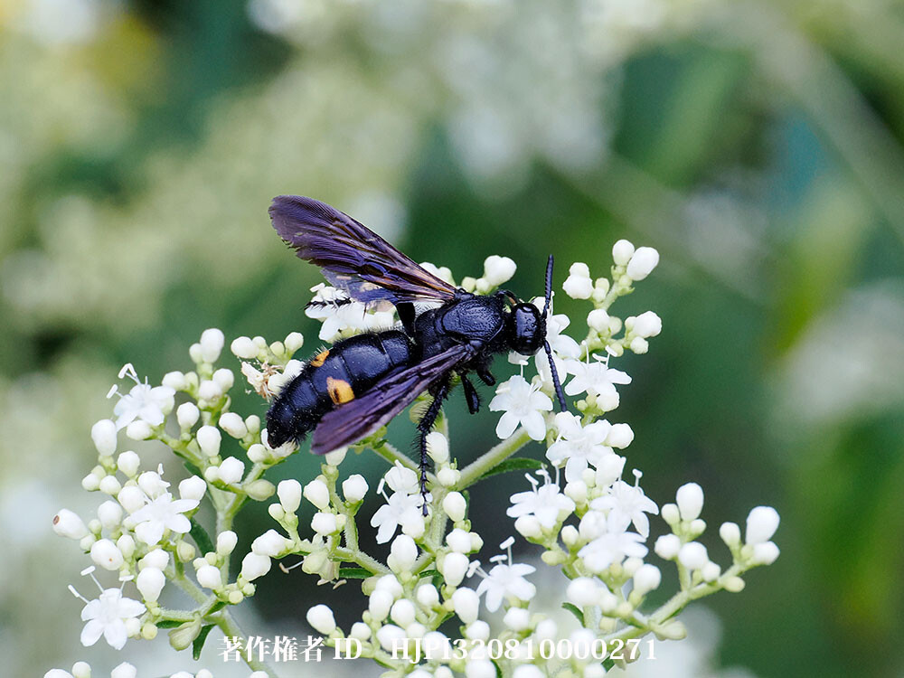 キオビツチバチ
