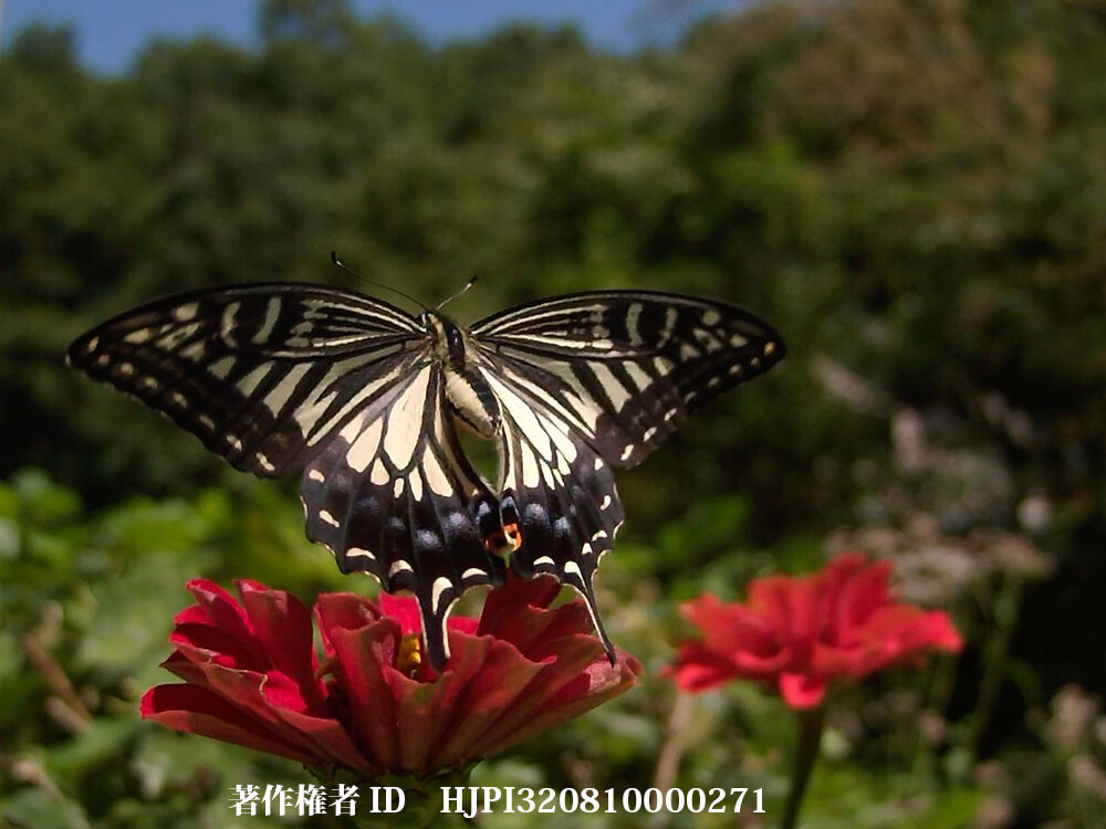 百日草にナミアゲハ