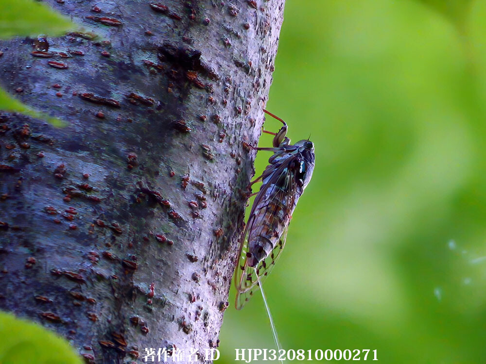 ヒグラシのおしっこ