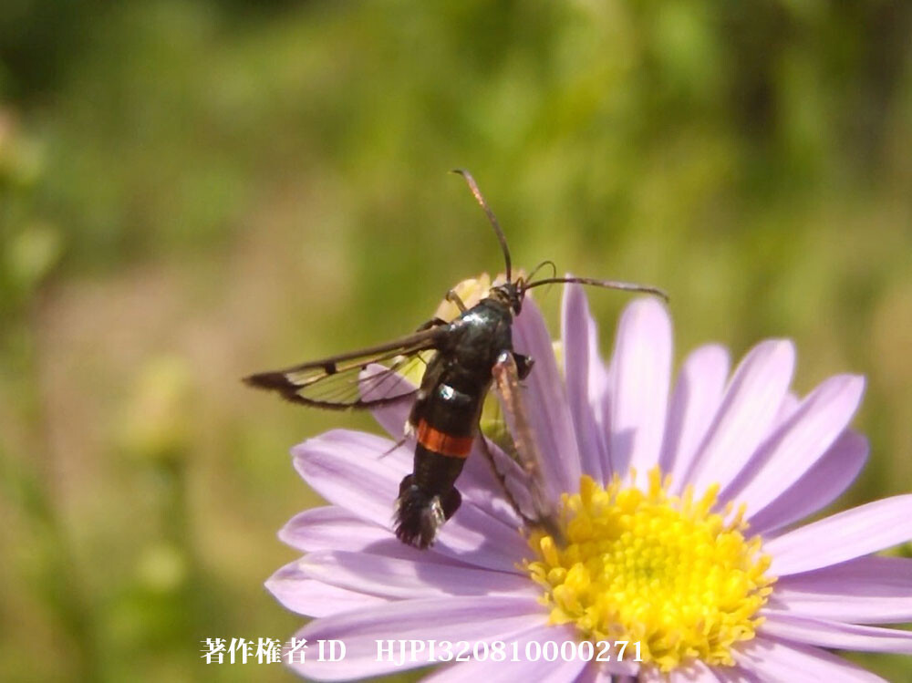 フクズミコスカシバ