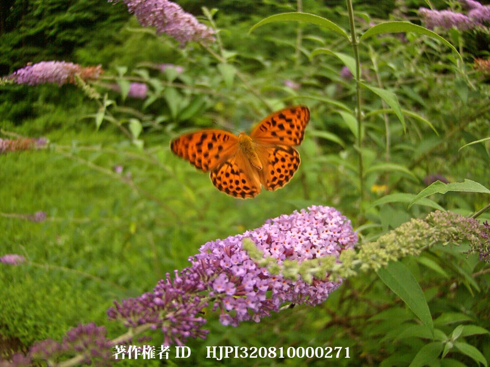 ウラギンスジヒョウモン