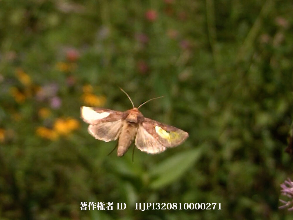 美しいキクキンウワバの飛翔