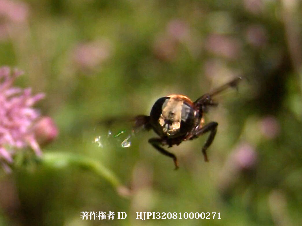 オオハナアブの飛翔