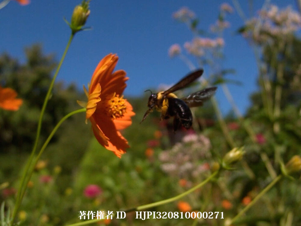 キバナコスモスにクマバチ