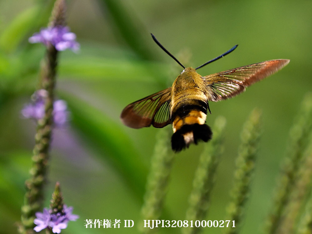 クロス牙ホウジャク