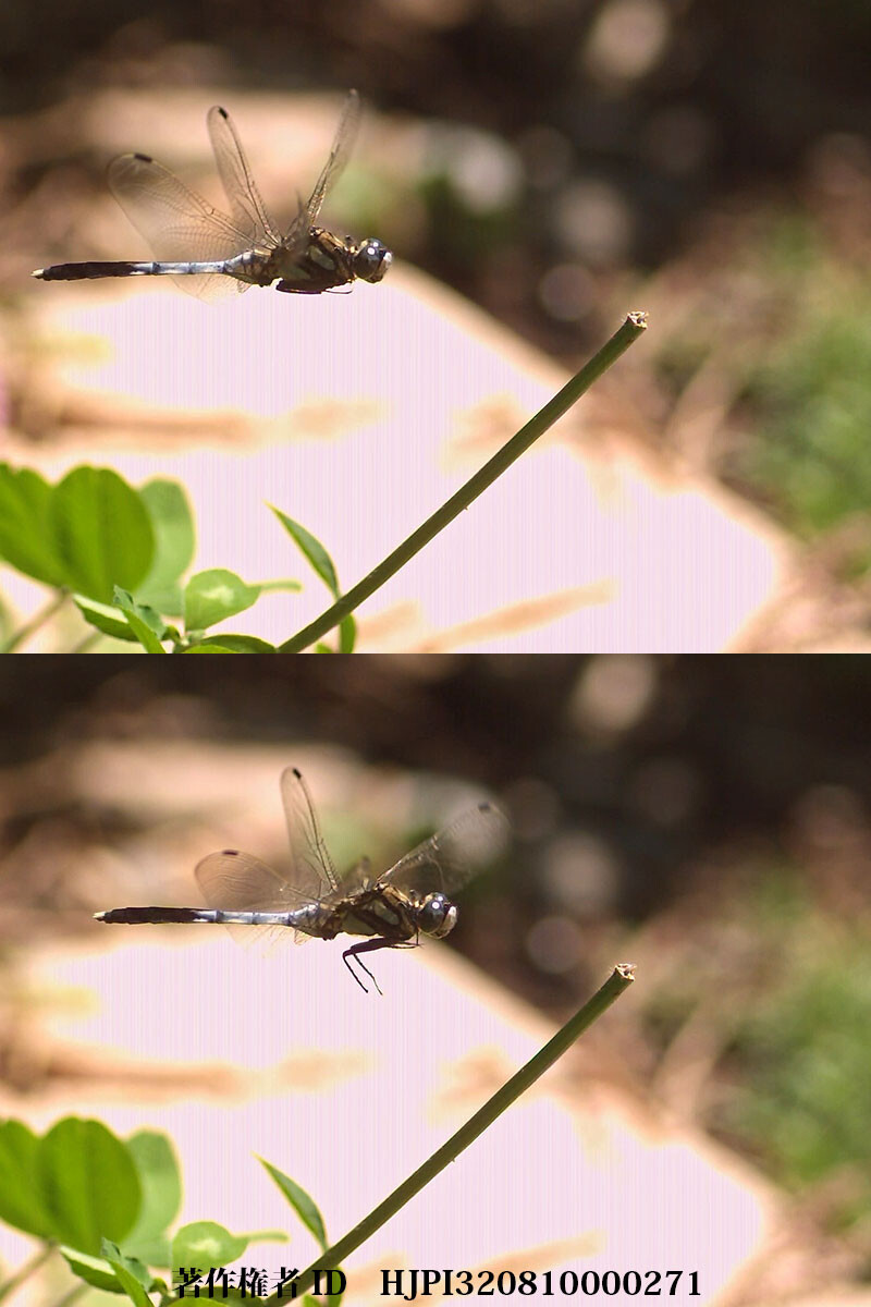 シオカラトンボの止まり方