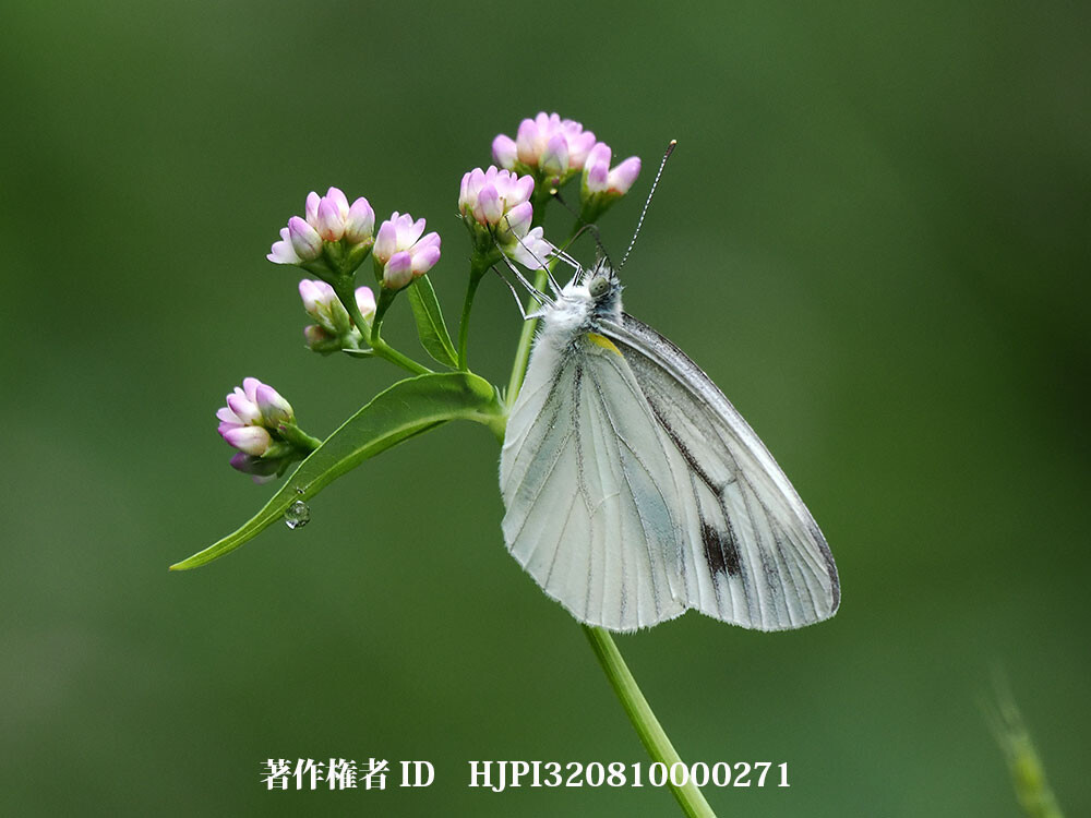 ミゾソバの花にスジグロシロチョウ