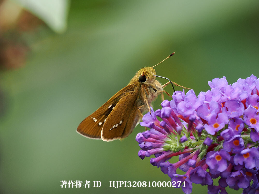 イチモンジセセリ