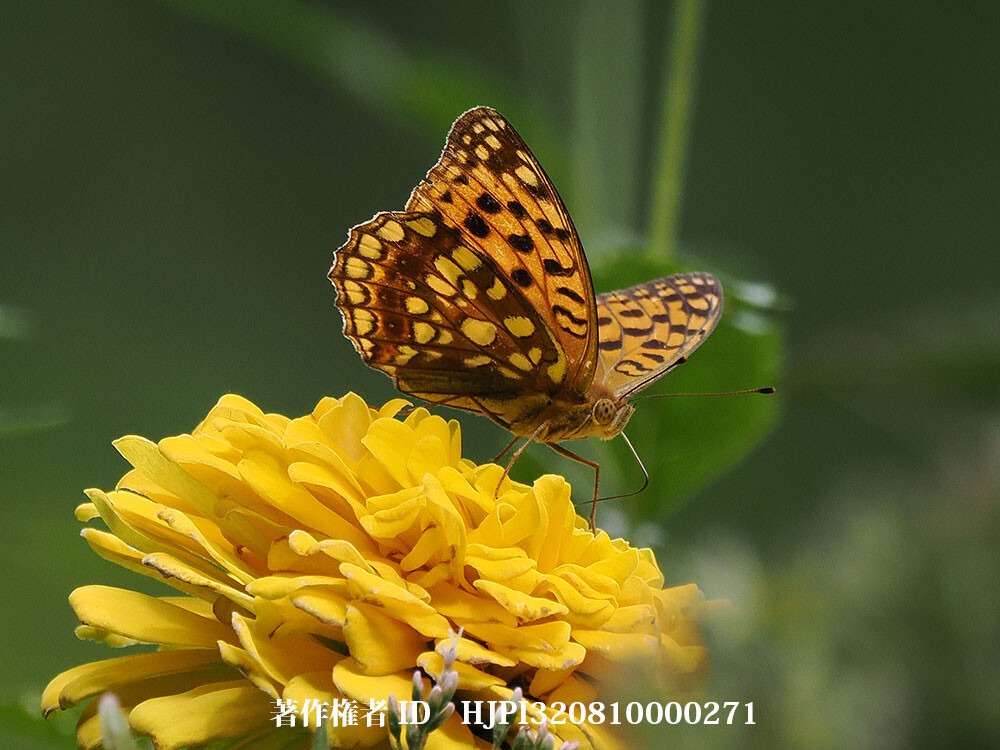 ウラギンヒョウモン