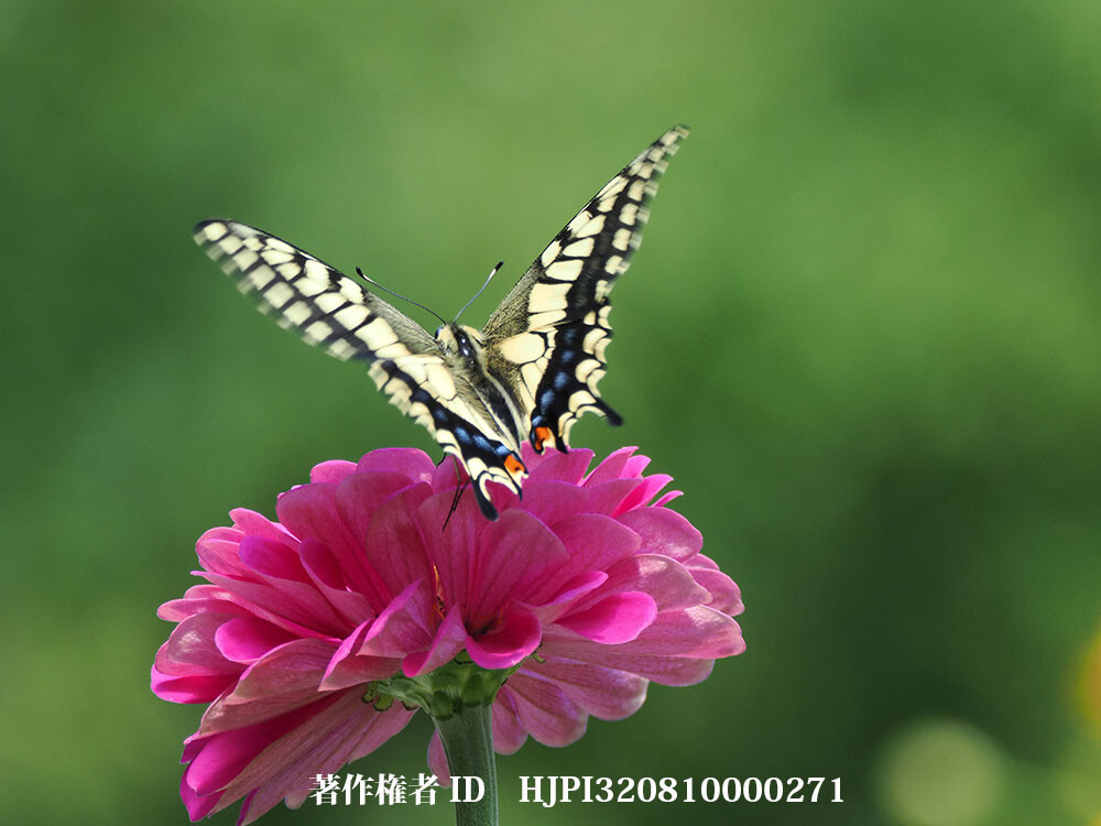 綺麗なキアゲハ