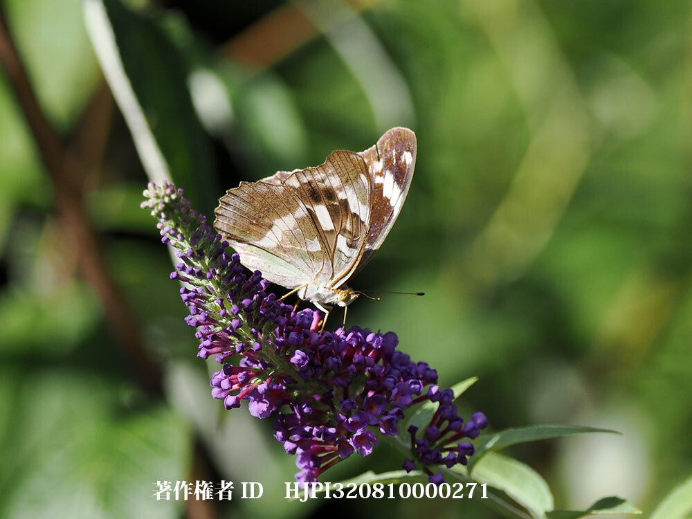 メスグロヒョウモンのメス