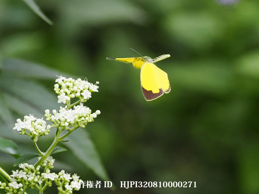 キチョウの夏型の飛翔