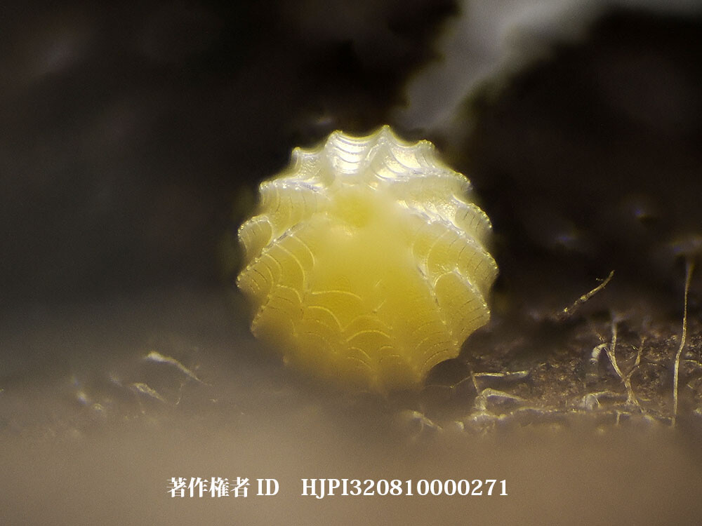 ウラギンスジヒョウモンの卵