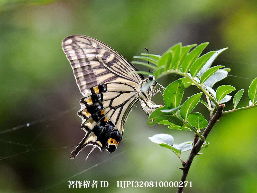 ナミアゲハの産卵