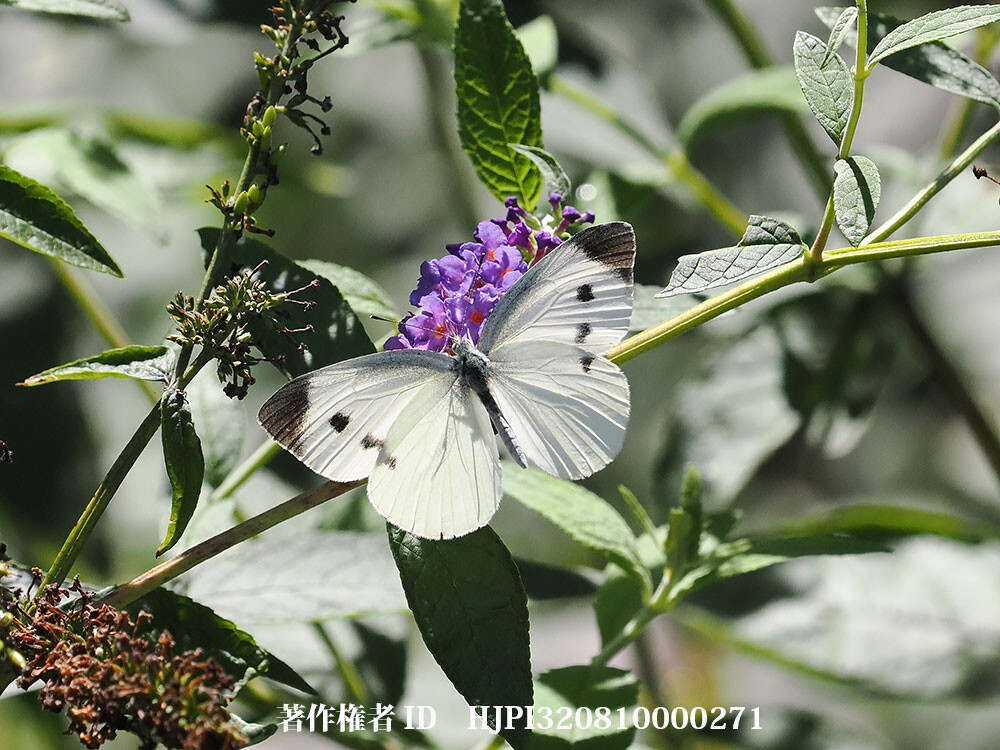 ブッドレアにモンシロチョウ