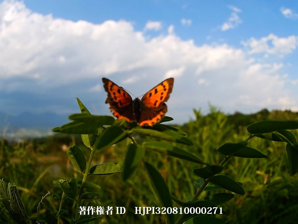 草はらのベニシジミ