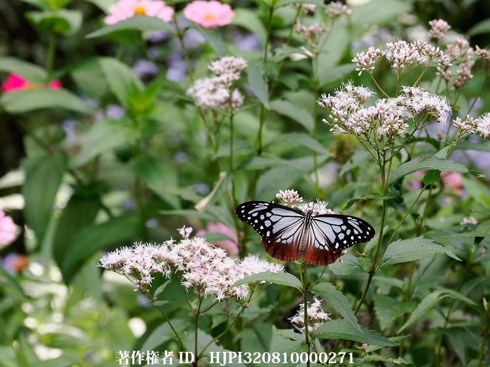 アサギマダラが10匹になった