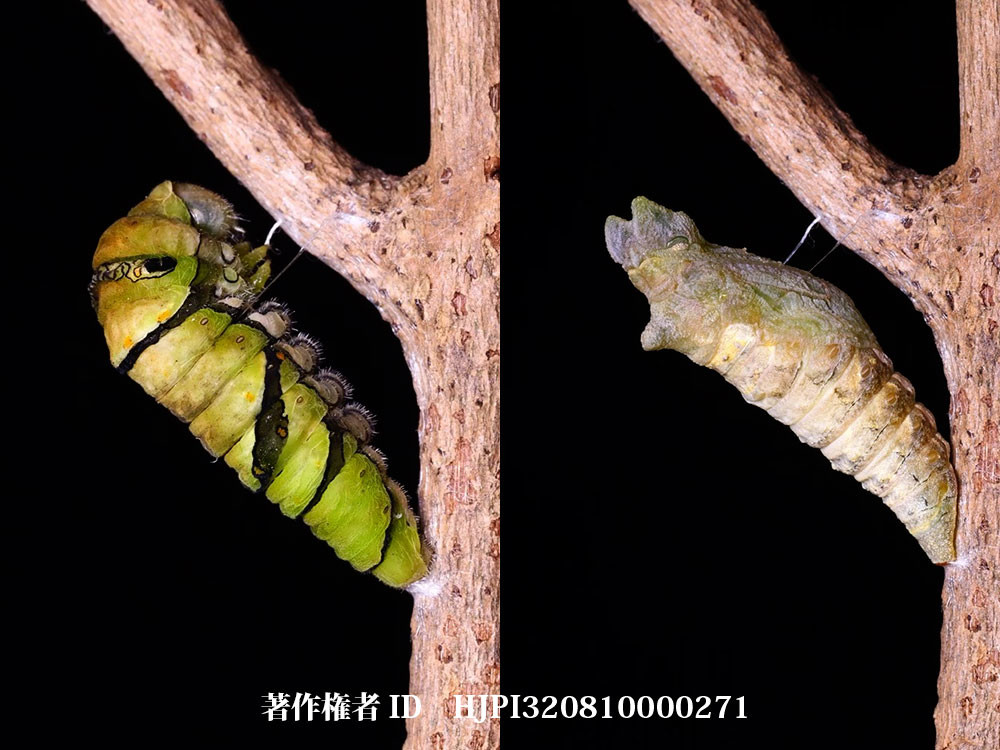 ナミアゲハが越冬蛹になる