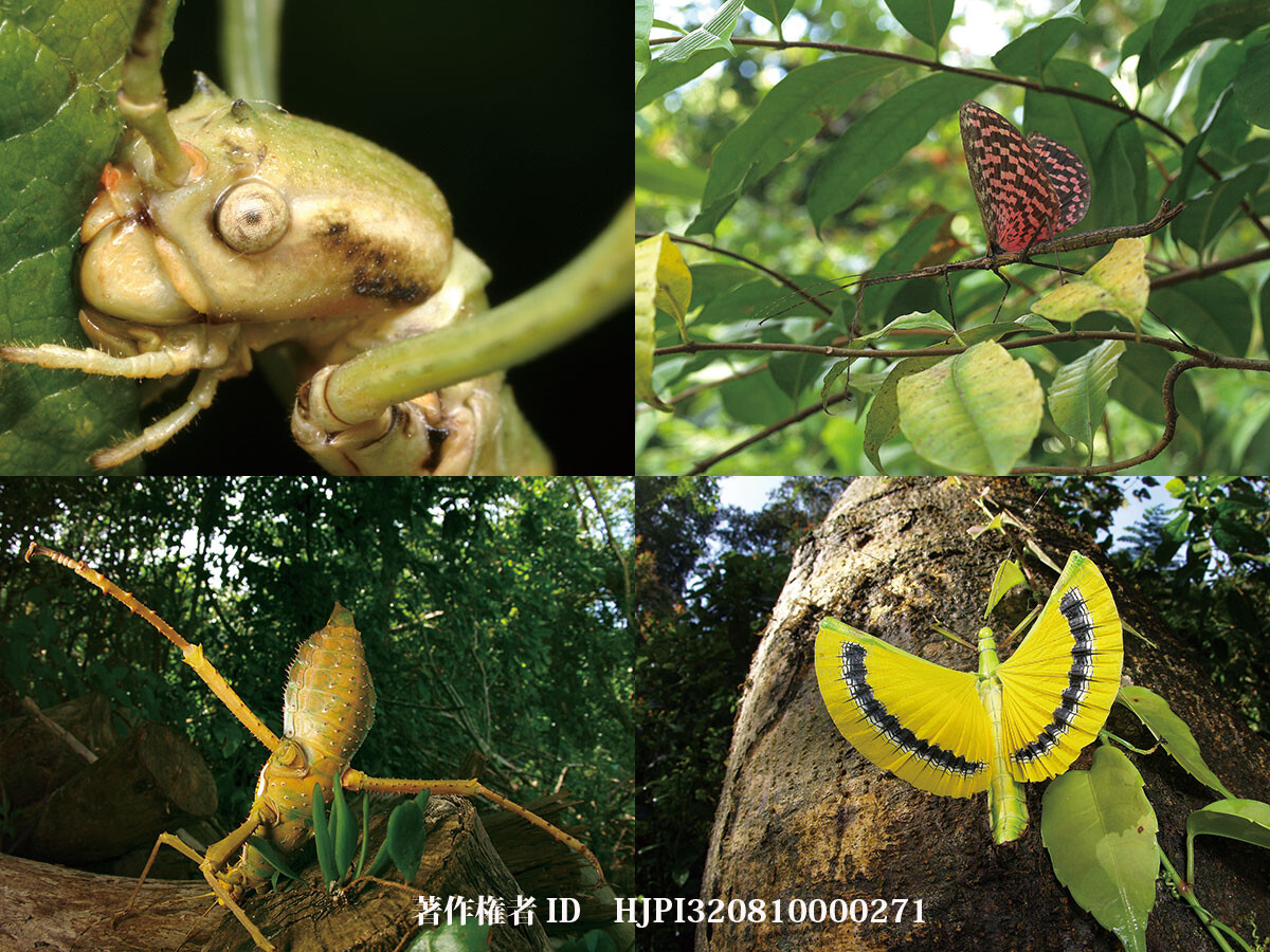 ナナフシってどんな虫？