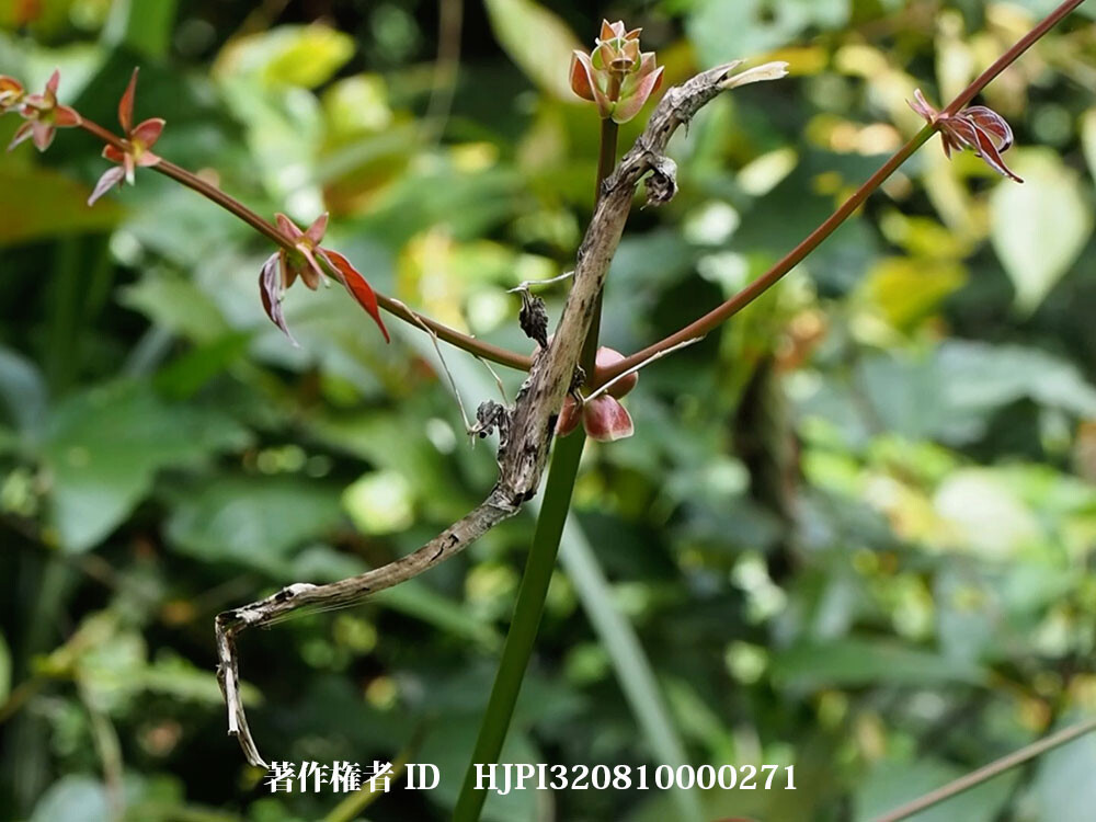 カレエダカマキリ