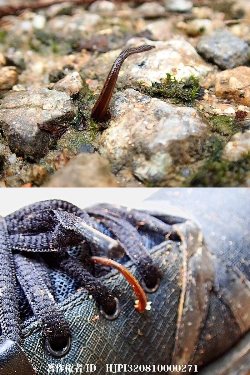 ヒルに襲われた