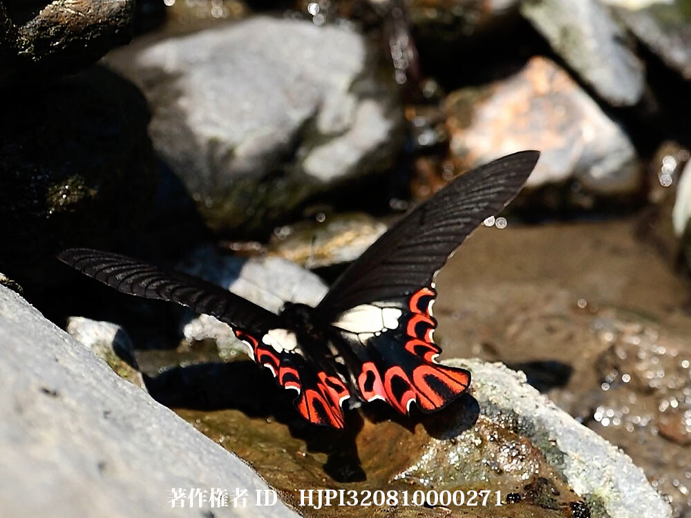 珍蝶フトオアゲハの吸水