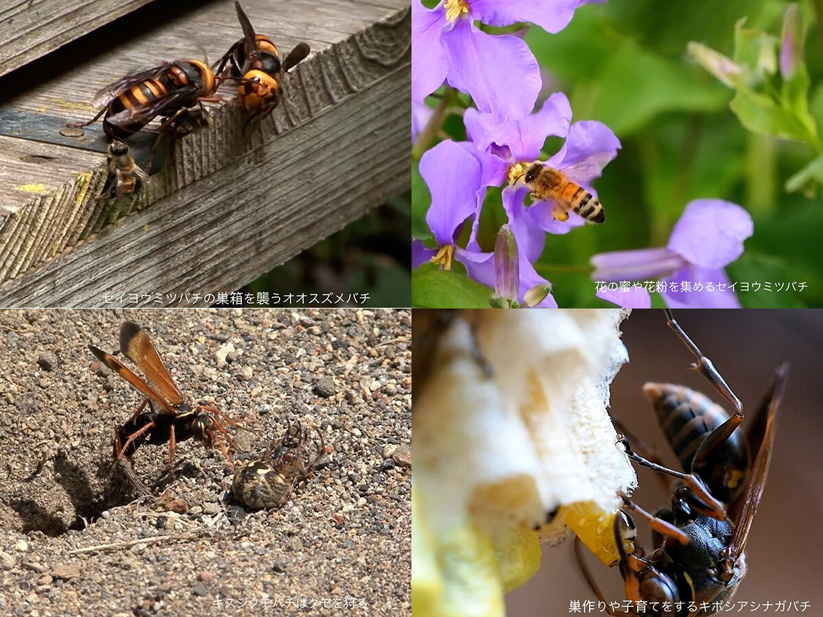 様々なハチ
