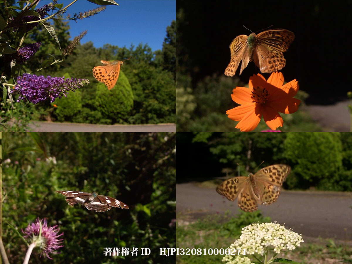 ボロボロのヒョウモン類