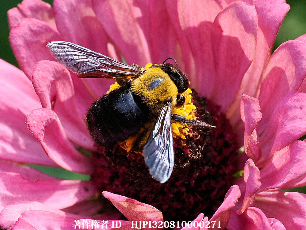 百日草にクマバチ