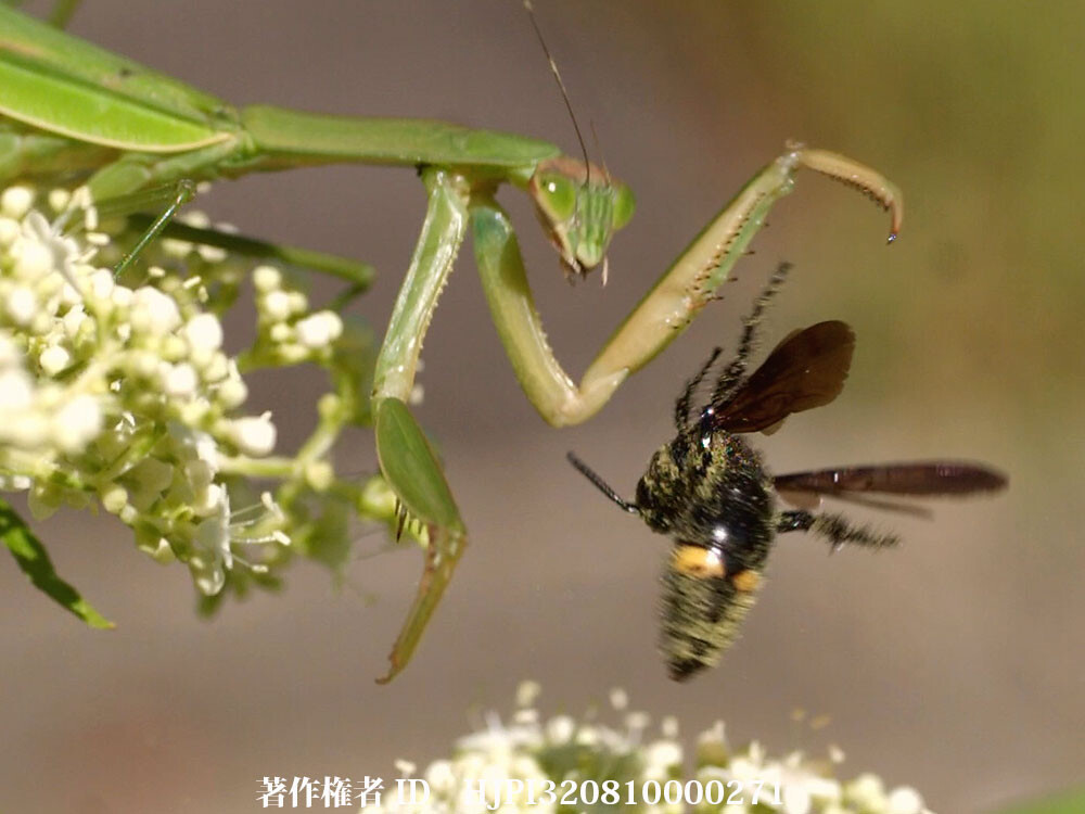 ハチに刺されたカマキリ
