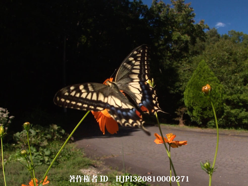 キバナコスモスにキアゲハ