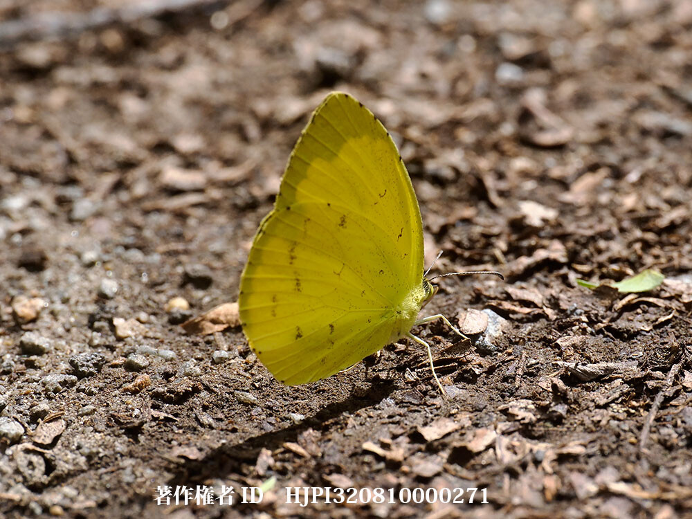 キチョウの吸水
