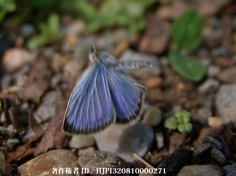 ヤマトシジミの飛翔