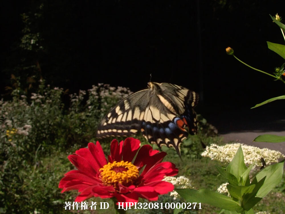 百日草にキアゲハ