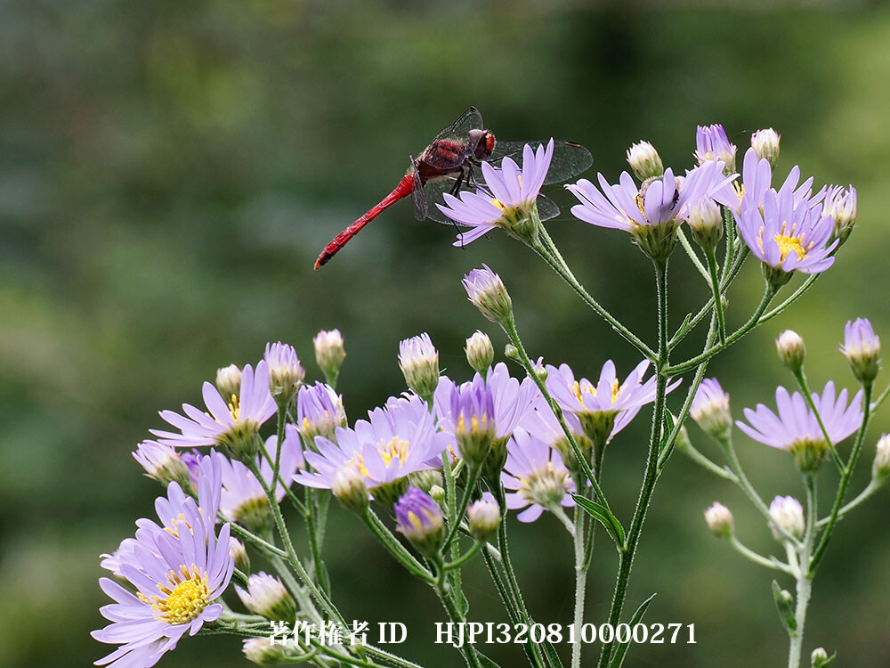 シオンの花にナツアカネ