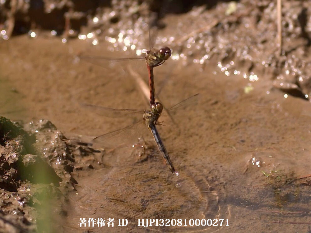 アキアカネの産卵