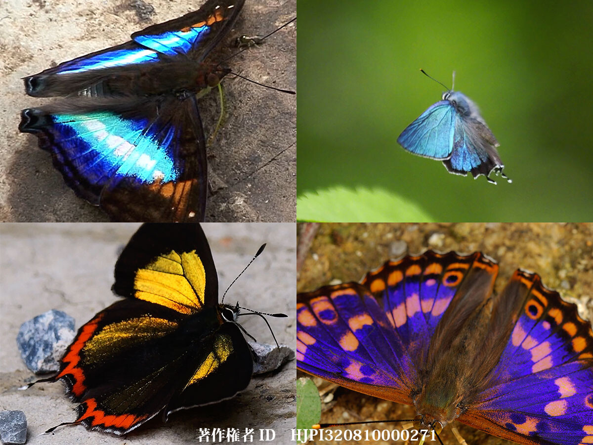 蝶の翅の構造色