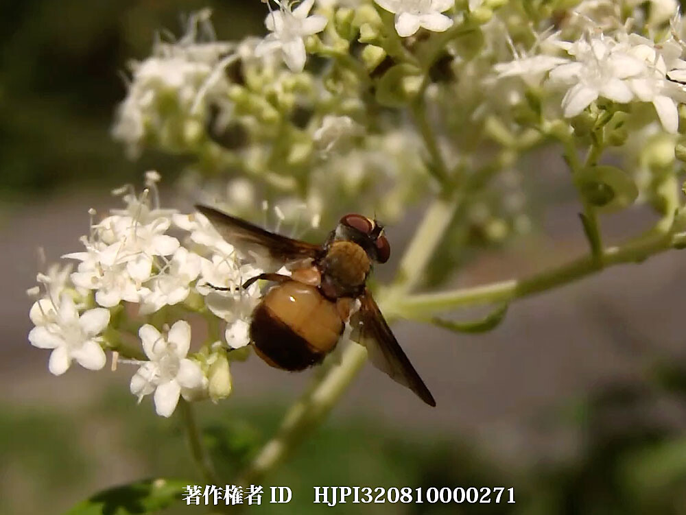 ヒラタヤドリバエ