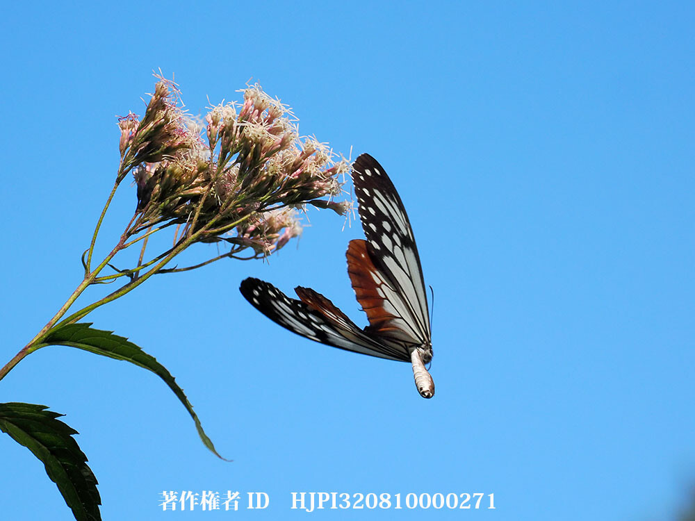 今年の庭のアサギマダラ