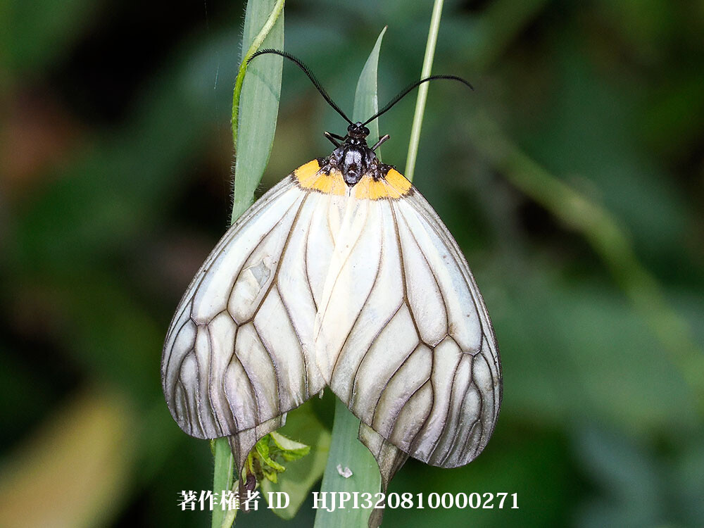 ウスバツバメガ