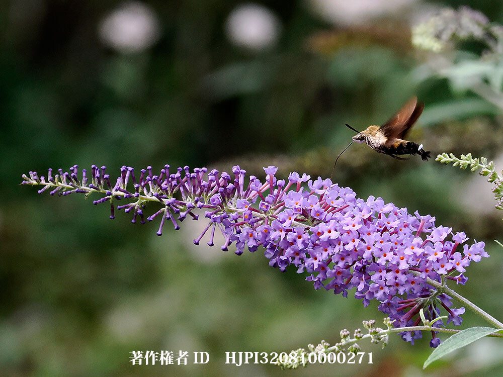 ヒメクロホウジャク