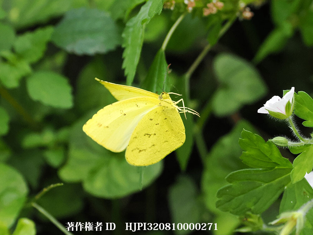 キチョウの秋型