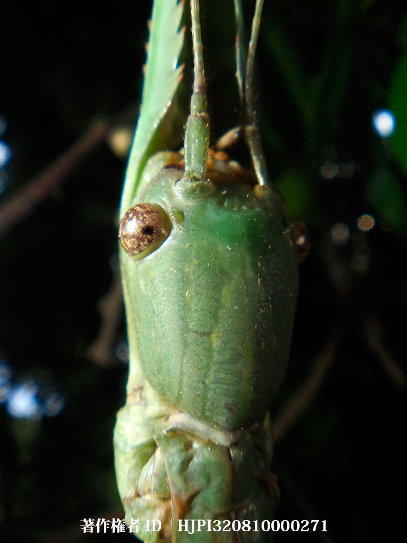 セラピテスオオトビナナフシの顔