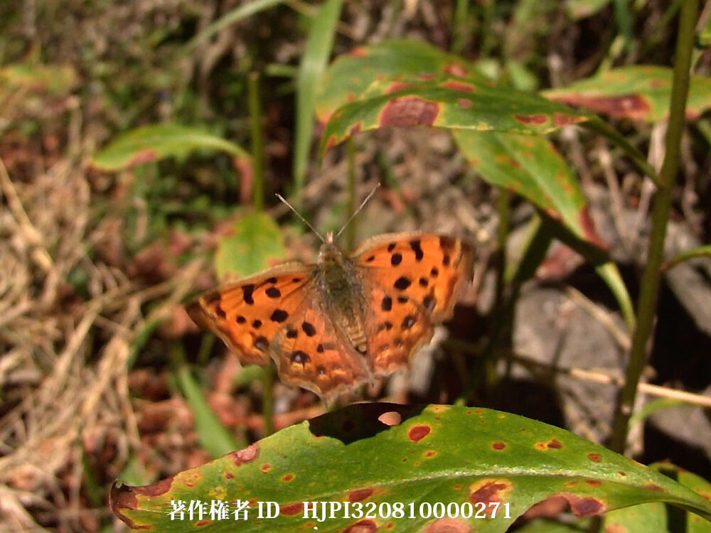 キタテハの秋型