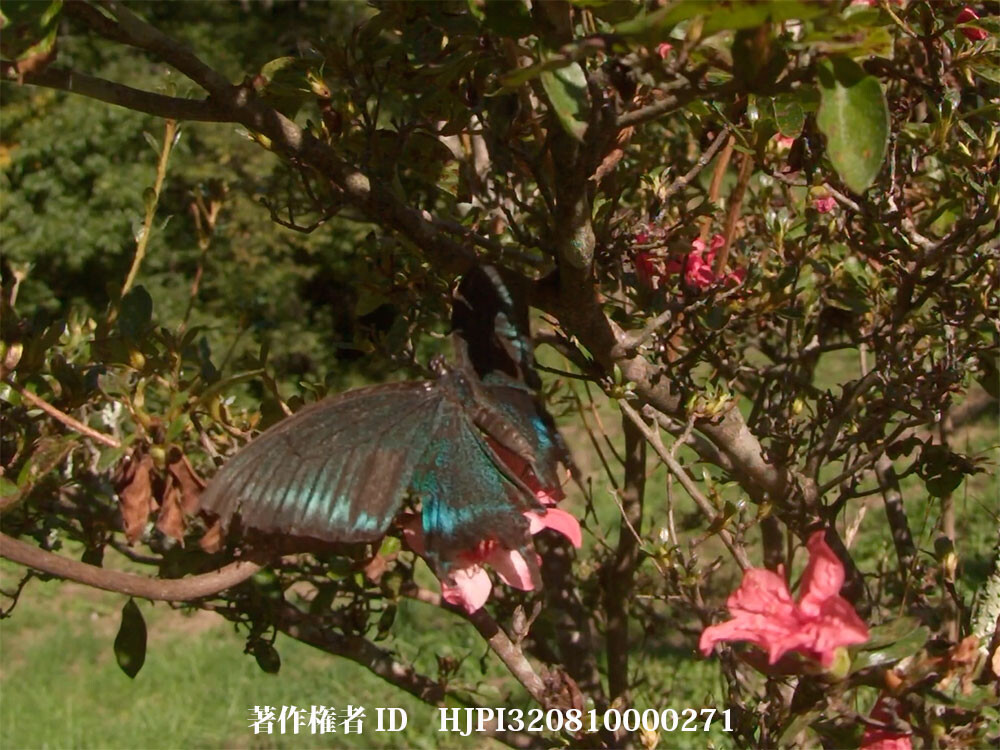 ボロボロのミヤマカラスアゲハ