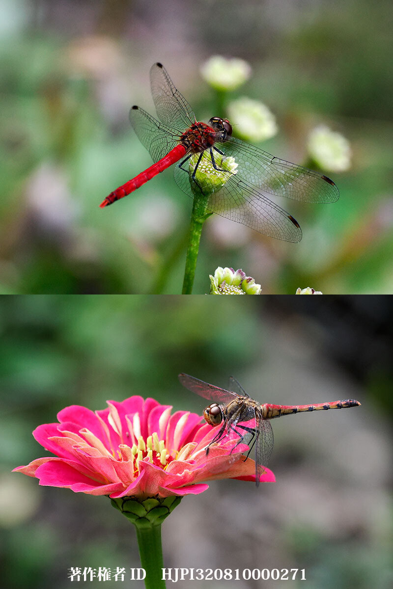 庭のナツアカネ