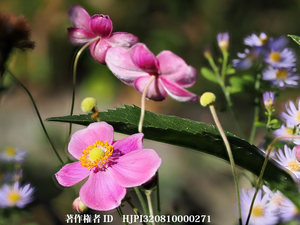 シュウメイギク